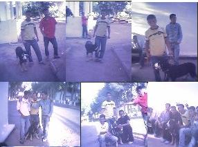 les ami